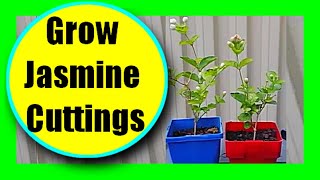 How To Propagate Jasmine Easily Grow Jasmine From Cuttings Without Rooting Hormone [upl. by Ynaffyt]