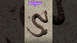 A headless Rattlesnake bites itself ☠️ [upl. by Ioab]