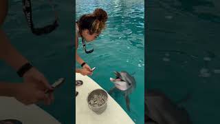 Dolphin dances while deing fed in Antalya [upl. by Najar]