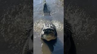 Gigantic Alligator Bellow gatorland alligator crocodile [upl. by Kirshbaum]