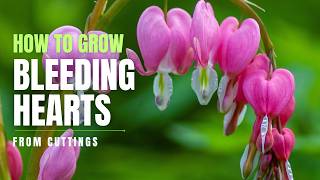 How to Grow Bleeding Hearts Dicentra spectabilis from Cuttings  Perennial Garden [upl. by Nemhauser]