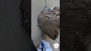 Hornet Nest Removed from back of store hornet insectnest hornetsnest [upl. by Burt]