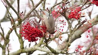 Waxwings feeding at Costessey in Norwich on 25112023 [upl. by Uaeb]