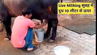 1st Time Live Milking Murrah Buffalo [upl. by Chappell908]