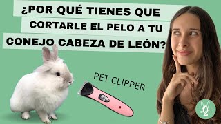 3 TIPS para el CUIDADO DE LOS CONEJOS cabeza de león [upl. by Loats]