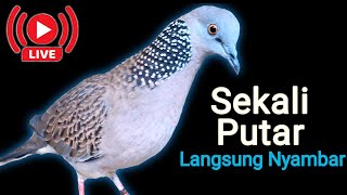 Suara Burung Tekukur Gacor Live [upl. by Elonore]