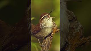 Bewicks Wren Call and Song [upl. by Dex]