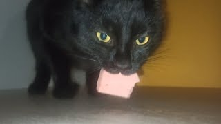 BLACK KITTEN EATING MORTADELLA  ASMR [upl. by Ecerehs392]