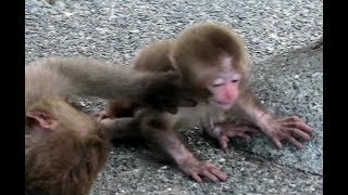 Baby monkey pushed away again by hand [upl. by Rotciv458]