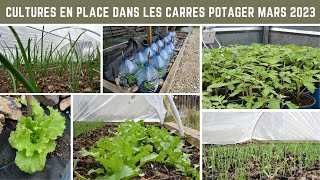 Visite au potager des cultures en place dans les carrés potagers  salade oignon poireau radis [upl. by Egreog]