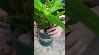 Simple orchid plants and repotting orchid plants into pot short [upl. by Ranson355]