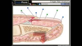 anatomia de uma unha a cutícula leito ungueal placa ungueal hiponíquio matriz da unha [upl. by Uos880]