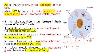 lec 11 part 1 catabolism of protein and amino acid nitrogen [upl. by Enimsaj275]