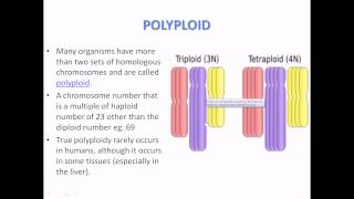 What is Polyploidy [upl. by Eyanaj]