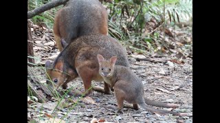 Baby pademelons first day out of mums pouch [upl. by Coad123]