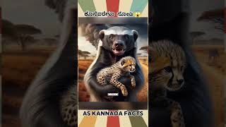 Honey Badger Fact Video  kannada facts karnataka amazing youtubeshorts trendingshorts [upl. by Medora107]