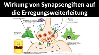 Wirkweise von Synapsengiften  Nervengiften auf die Erregungsweiterleitung Neurobiologie 55 [upl. by Yror905]