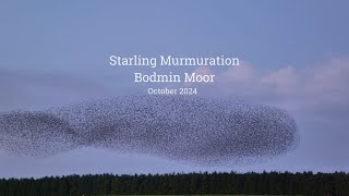 Starling Murmuration Bodmin Moor October 2024 [upl. by Raddy]