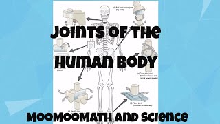 Joints in Human Body [upl. by Nitfa]