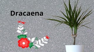 Dracaena propagationDracaena cloneHow to propagate dracaena [upl. by Oxley]