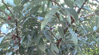 Autumn Olive or Elaeagnus [upl. by Cressy]