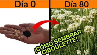 CÓMO SEMBRAR CIBOULETTE o CEBOLLINO EN CASA EN MACETA CON SEMILLA Y SIN SEMILLA FÁCIL y RAPIDO [upl. by Fredrick]