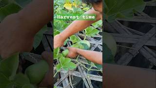 Harvest time  vegetables bottlegourd gardening growingvegetables [upl. by Anyrak]