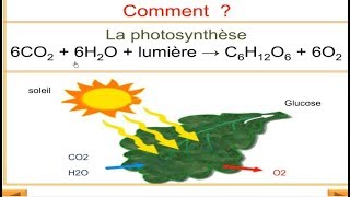 Flux de la matière et de lénergie dans lécosystème [upl. by Ojeillib]