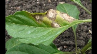 मिर्च के मुख्य रोग Cercospora leaf spot amp Powdery mildew [upl. by Medin889]