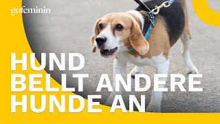 Hund bellt andere Hunde an Das kannst du tun [upl. by Ardnohsed467]