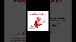 How does the placenta work placentation trending childe [upl. by Anirhtak]