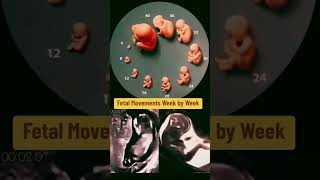 fetal movements week by week pregnancy pregnancyweekbyweek pregnancyscan [upl. by Adirehs]