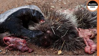 Porcupine Vs Honey Badger  Can Quills Save The Porcupine [upl. by Celinda225]