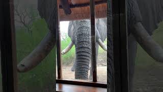 An elephant disrupts our photo workshop while on a Private safari in the Manyeleti Game Reserve [upl. by Ethban]