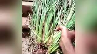 Simple way to grow Lavancha Vetiver at home in Kannada ಮನೆಯಲ್ಲಿ ಲಾವಾಂಚ ಬೆಳೆಸುವ ಸರಳ ವಿಧಾನ [upl. by Rondon]