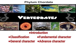 General character and classification of phylum chordata  Detailed lecture  Zoology  Graduation [upl. by Ecreip590]