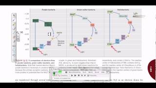 Comparison of electron flow in purple and green sulfur bacteria [upl. by Uttica]