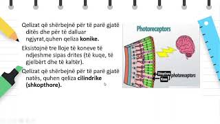 Klasa 8  Biologji  Sistemi nervorreceptoret per drite [upl. by Patric]