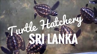 Turtle hatchery Kosgoda Sri Lanka [upl. by Ydde841]