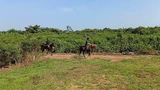 4 November 2023 Ziarah Mahabbah dan Latihan Memanah Berkuda Ladam Merah Melaka horsebackarchery [upl. by Enyawad]