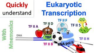 Eukaryotic Transcription [upl. by Asyla]