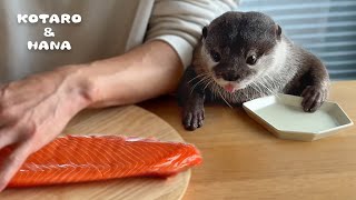 カワウソに巨大サーモンあげたら喜びすぎて大変なことに Otters Super Excited for Huge Salmon [upl. by Leisha]