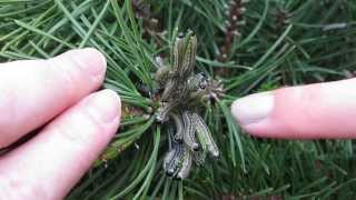 European Pine Sawfly Larvae Neodiprion sertifer [upl. by Jonny]