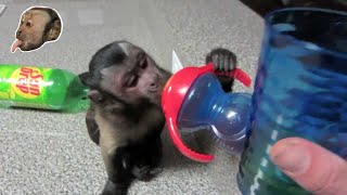 Capuchin Monkey Games [upl. by Tocci]