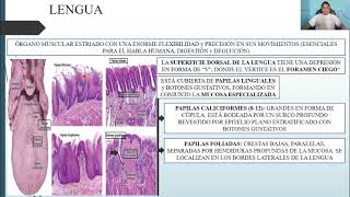 HISTOLOGÍA SISTEMA DIGESTIVO I CAVIDAD BUCAL y ESTRUCTURAS ASOCIADAS [upl. by Linetta]