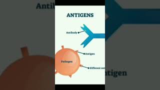 Structure of antibody and how to bind with antigen [upl. by Glarum]