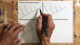 How to read and interpret phylogenies [upl. by Kan]