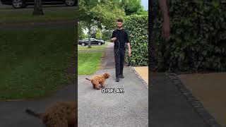 Why Do Dogs Pull On A Leash dogtrainingtips cockerspaniel [upl. by Llejk909]