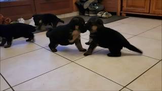 video chiots berger allemand du 05 12 2019 [upl. by Dimitry841]