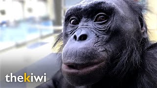 Kanzi The ape that understands humans and knows over 3000 words [upl. by Johnny260]